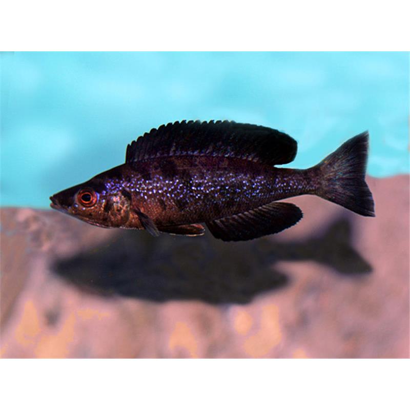 Cyprichromis microlepidotus black - imagine 4